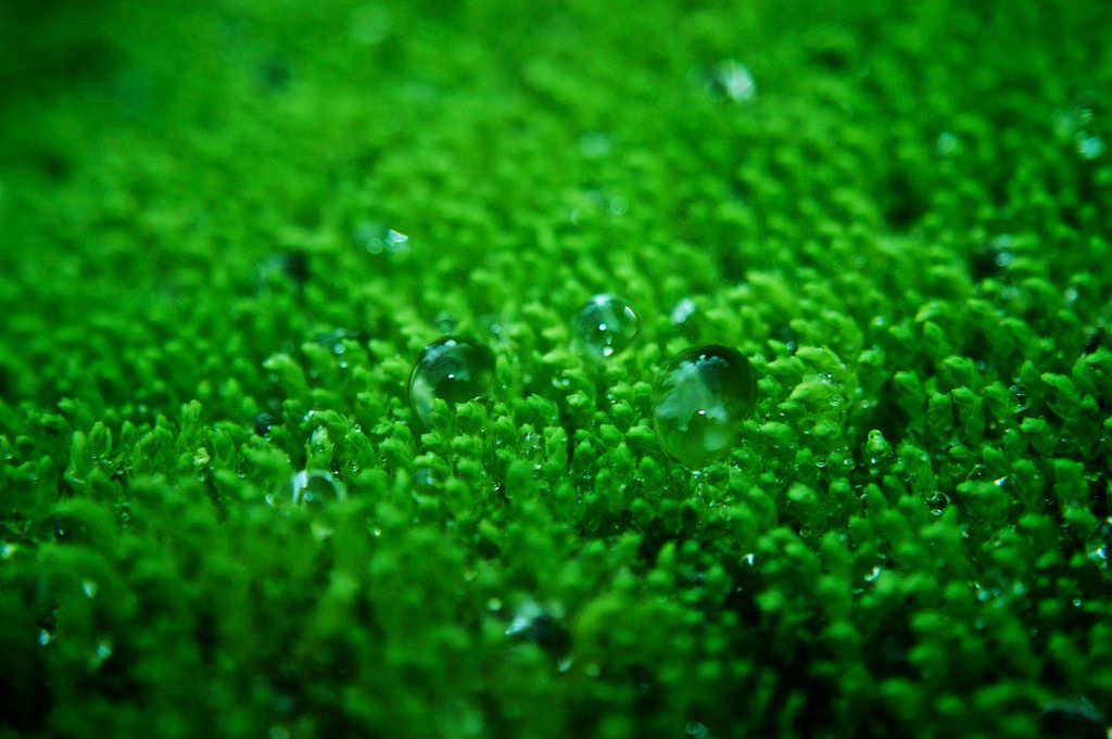 Micro-Beads Micro-Beads